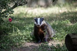 Badger in the Dutch countryside by Tim Voortman