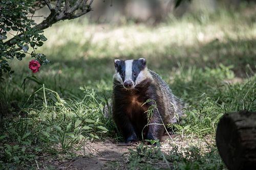 Badger in the Dutch countryside