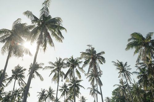 Palmbomen bos | reisfotografie print | Lombok Indonesië