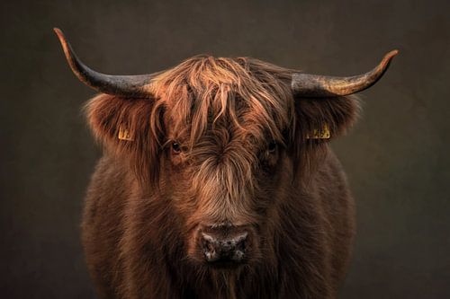 Scottish Highlander, portrait in brown
