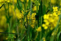 Nature in yellow and green