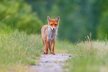 beautiful young red fox stands on a field path and looks cutely into the camera by Mario Plechaty Photography