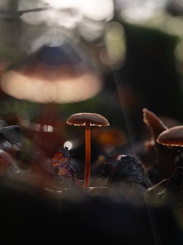 Versteckt in den Wäldern