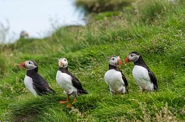 Papageientaucher / Papageientaucher in Island von Harry Bos