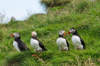 Papageientaucher / Papageientaucher in Island