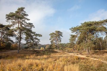 Bakkeveen Mandefjild van anne droogsma