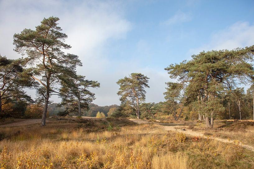 Bakkeveen Mandefjild by anne droogsma