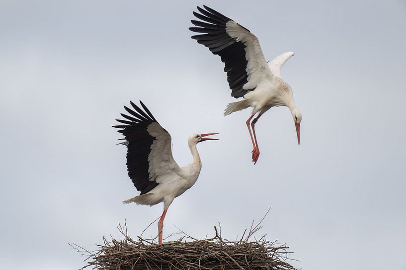 storks after mating by Sven Scraeyen
