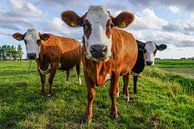 Koeien in de wei van Dirk van Egmond thumbnail