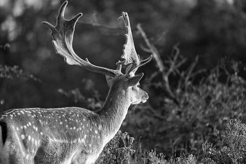 Fallow deer in the wild Dutch countryside (black and white)