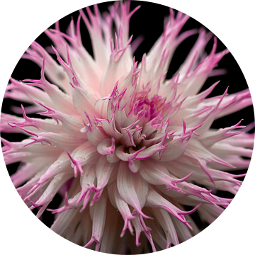 Dahlia x cultorum (roze) van Léon Gerridzen