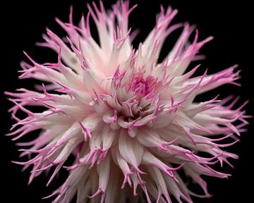 Dahlia x cultorum (pink) by Léon Gerridzen