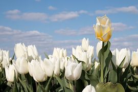 a pastel yellow tulip between white tulips by W J Kok