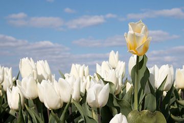 une tulipe jaune pastel parmi des tulipes blanches sur W J Kok