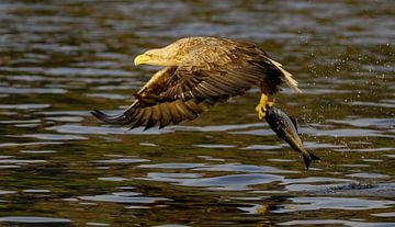 Pygargue à queue blanche avec proie sur Harry Eggens