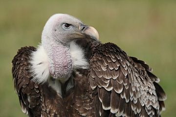 Rüppells Gier (Gyps rueppelli) van Ronald Pol