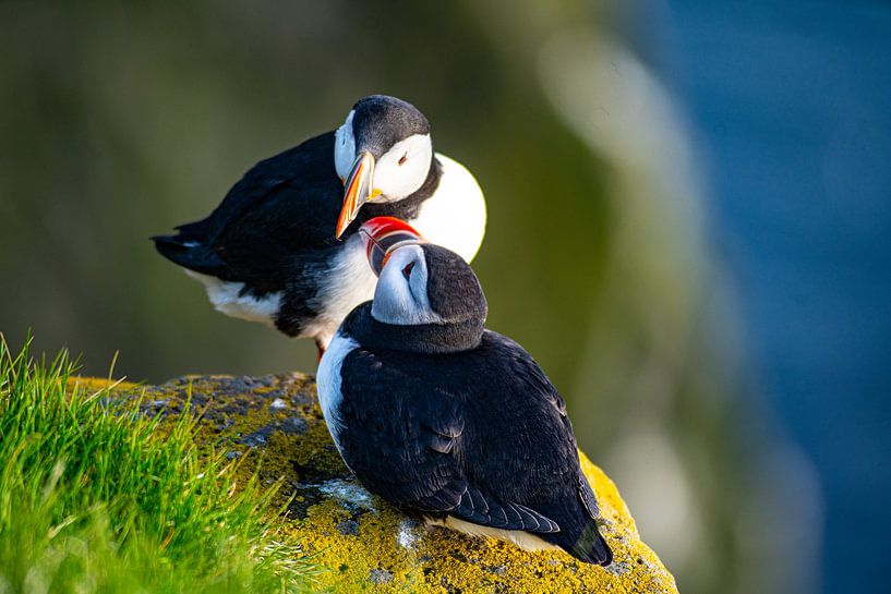 puffin by Stefan Havadi-Nagy