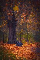 Bench in forest in London