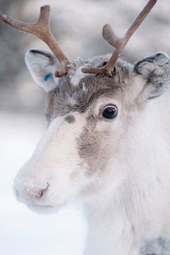 Portret van een jong rendier | reisfotografie print | Lapland Finland van Kimberley Jekel