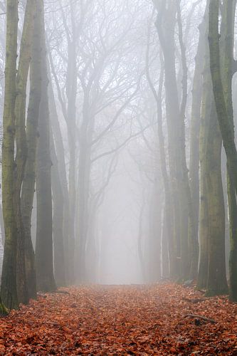 Verticale boslaan in de mist