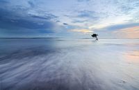 Lonely tree in the ocean on Bali.