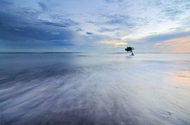 Lonely tree in the ocean on Bali. by Jos Pannekoek