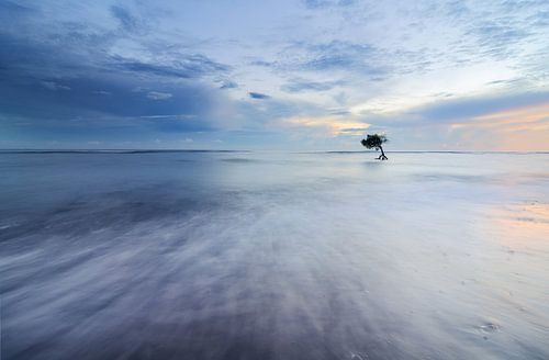 Arbre solitaire dans l'océan sur Bali.