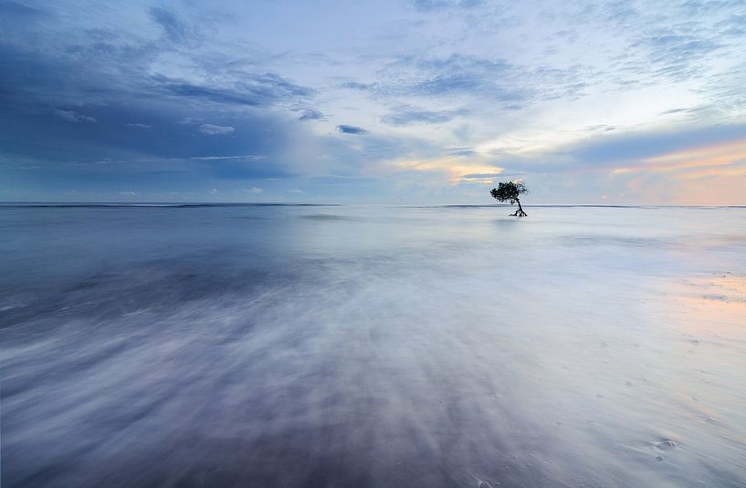 Lonely tree in the ocean on Bali. by Jos Pannekoek