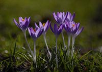 Krokus in der Sonne
