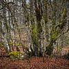 Forêt près du Lac Vert dans les Vosges sur Rob Boon