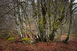 Wald in der Nähe des Lac Vert in den Vogesen