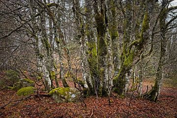 Forest near Lac Vert in the Vosges by Rob Boon