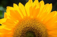 Sunny 