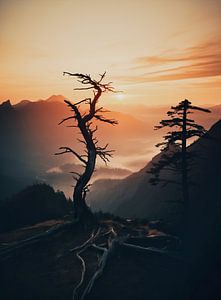 Sonnenaufgang im Wald