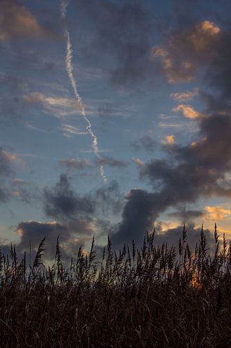 graan veld bij zonsondergang