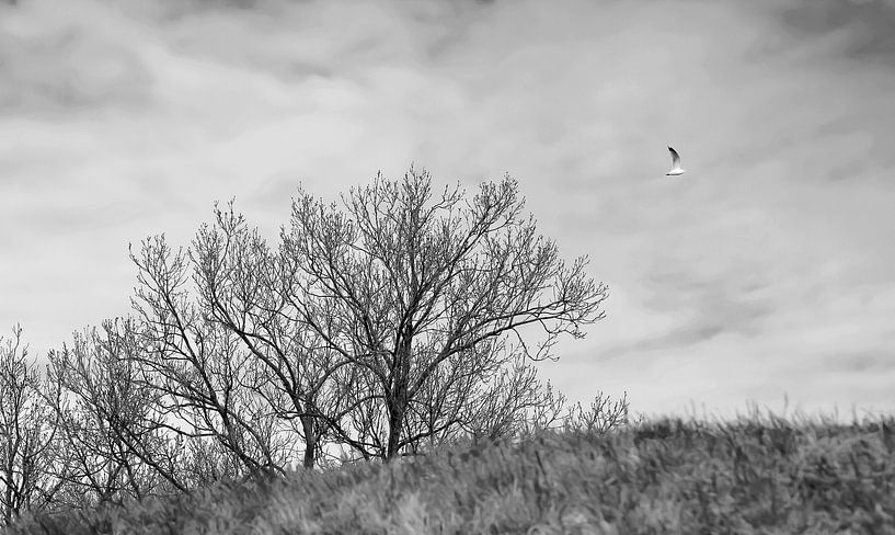 Flight Above the Silence by Inspiration