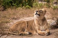 Fier d'être allongé sur le sol dans un buisson. La femelle Lioness est un grand prédateur, un chat a par Michael Semenov Aperçu