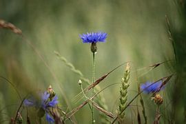 Cornflower Natural by Bild.Konserve