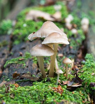 mushroom macro van ChrisWillemsen