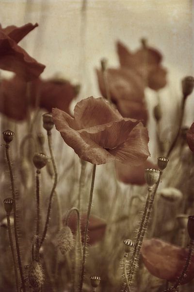 Klatschmohn von Claudia Evans