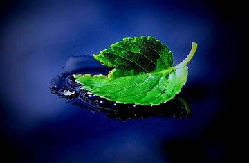 The Leaf by erikaktus gurun