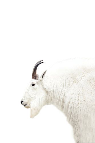 Nordic Mountain Goat