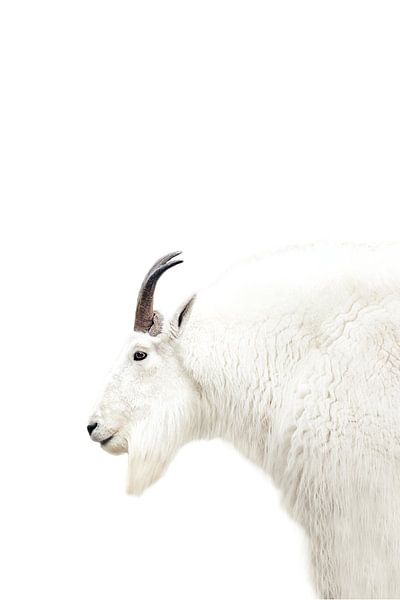 Nordic Mountain Goat by Monika Strigel