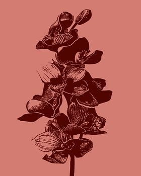 Orchidee | Illustration | Pflanze | Zeichnung