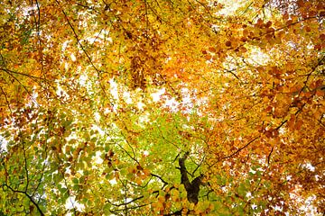 Uitzicht op boomtoppen in de herfst van Oliver Lahrem