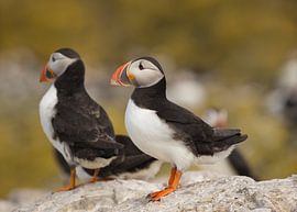 papegaaiduiker by anja voorn