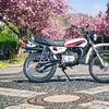 Yamaha DT 50 mit japanischen Kirschblüten im Frühling von Wilde50er
