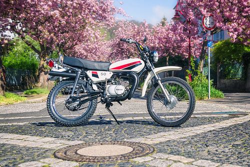 Yamaha DT 50 with Japanese cherry blossoms in spring
