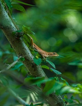 Petit lézard curieux dans les buissons verts sur Thijs van Laarhoven