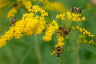 Bienen und Blumen von Dries Decorte Miniaturansicht